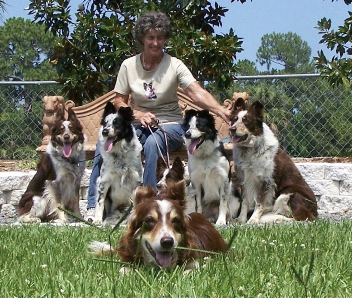 Border Collie working with sheep at Asher-Dell Farm