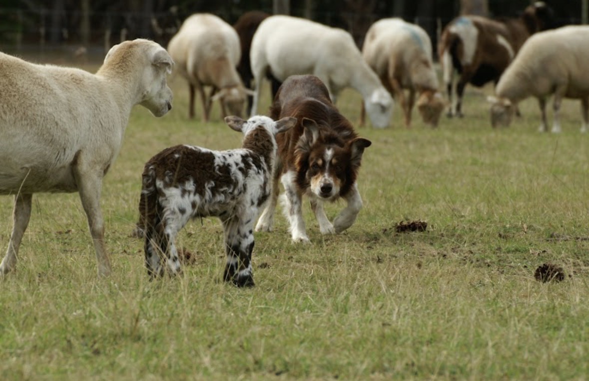 Border Collie herding 