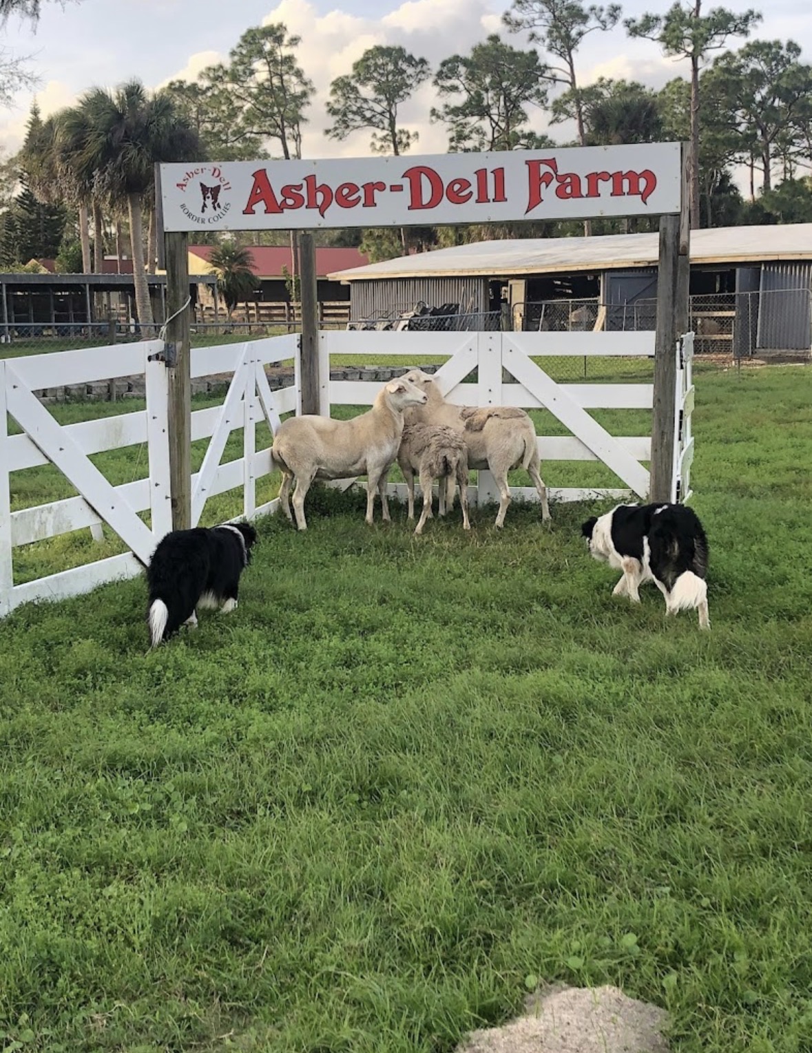 Asher-Dell Farm entrance with sheep and dogs