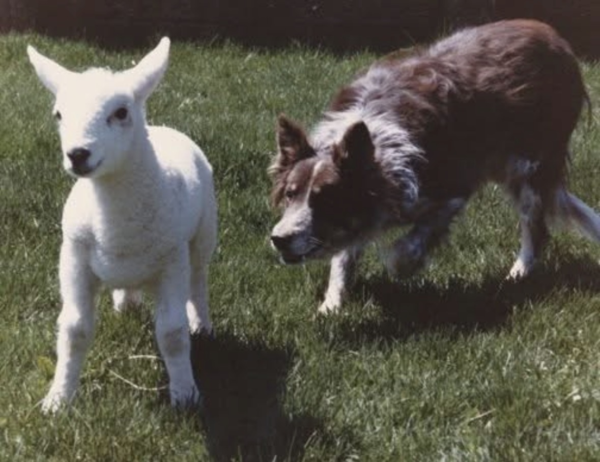 Young lamb and Border Collie on grass