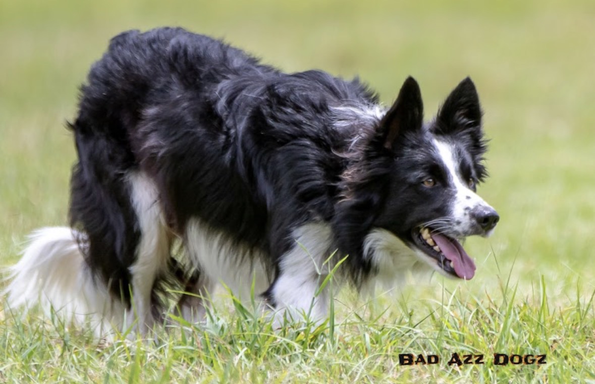Border Collie herding practice